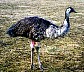 emu.jpg